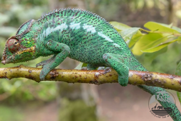 How Big Do Chameleons Get