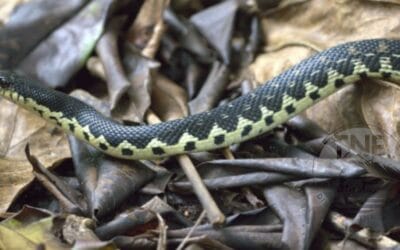 Striking Madagascar Snakes: Discovering different Madagascar Snake Species