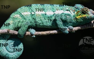 Interesting Facts About Panther Chameleon Blue