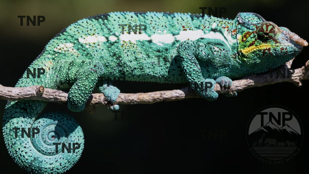 panther chameleon blue