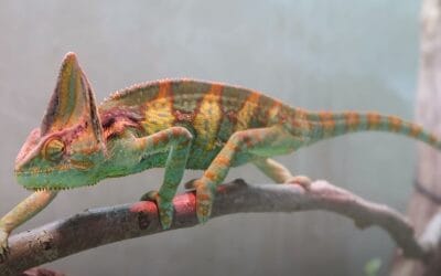 Easy Ways to Know: What Do Veiled Chameleons Eat?