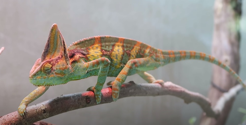 What Do Veiled Chameleons Eat